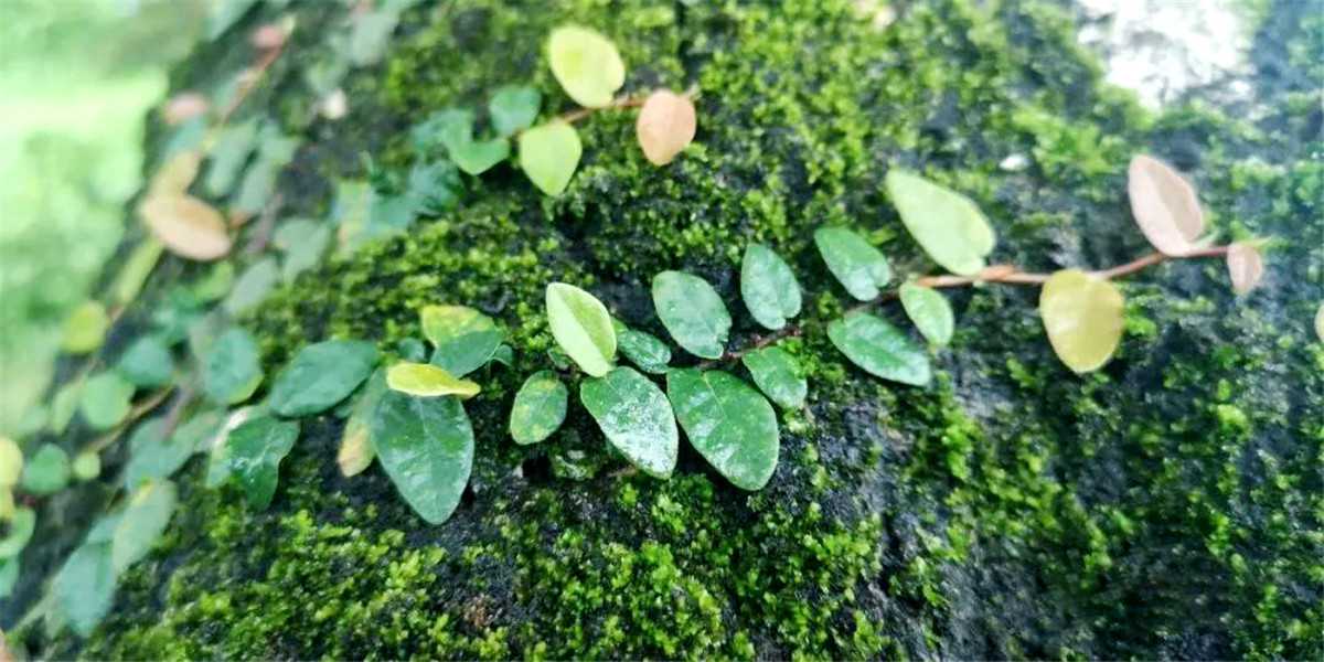 惠東白花蘇茅垅四角樓 2.jpg 惠東白花蘇茅垅四角樓 2.jpg