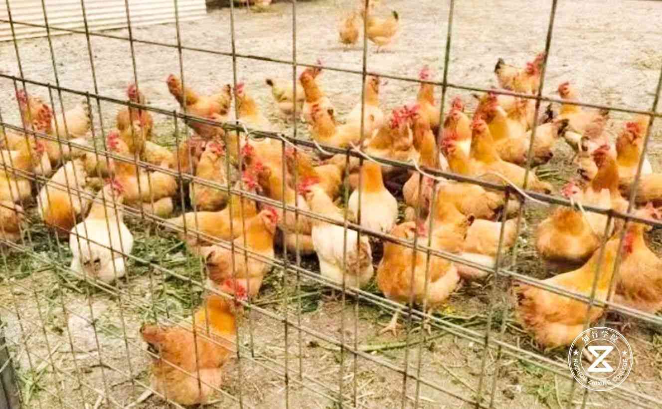 佛山眾福達農(nóng)業(yè)生態(tài)園拓展訓練基地11.jpg 佛山眾福達農(nóng)業(yè)生態(tài)園拓展訓練基地11.jpg